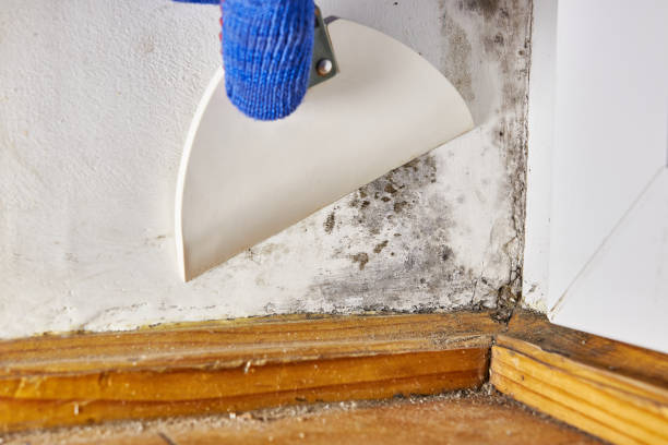 Best Black Mold Removal  in USA