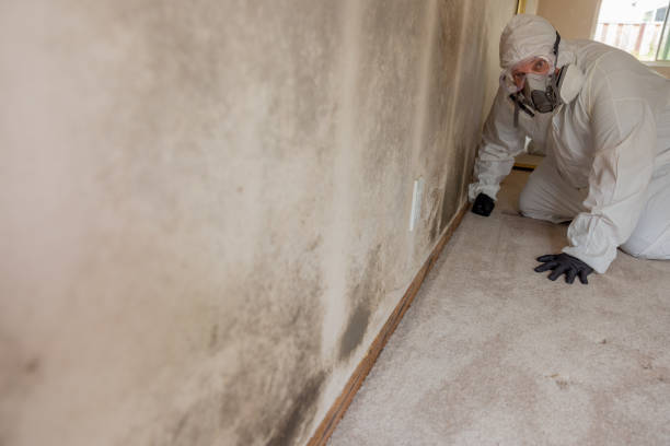 Best Mold Prevention Services  in USA